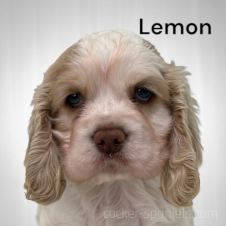 puppy, for, sale, Cocker Spaniel, Joe & Cherri  Overlease, dog, breeder, Miller, MO, dog-breeder, puppy-for-sale, forsale, nearby, find, puppyfind, locator, puppylocator, aca
